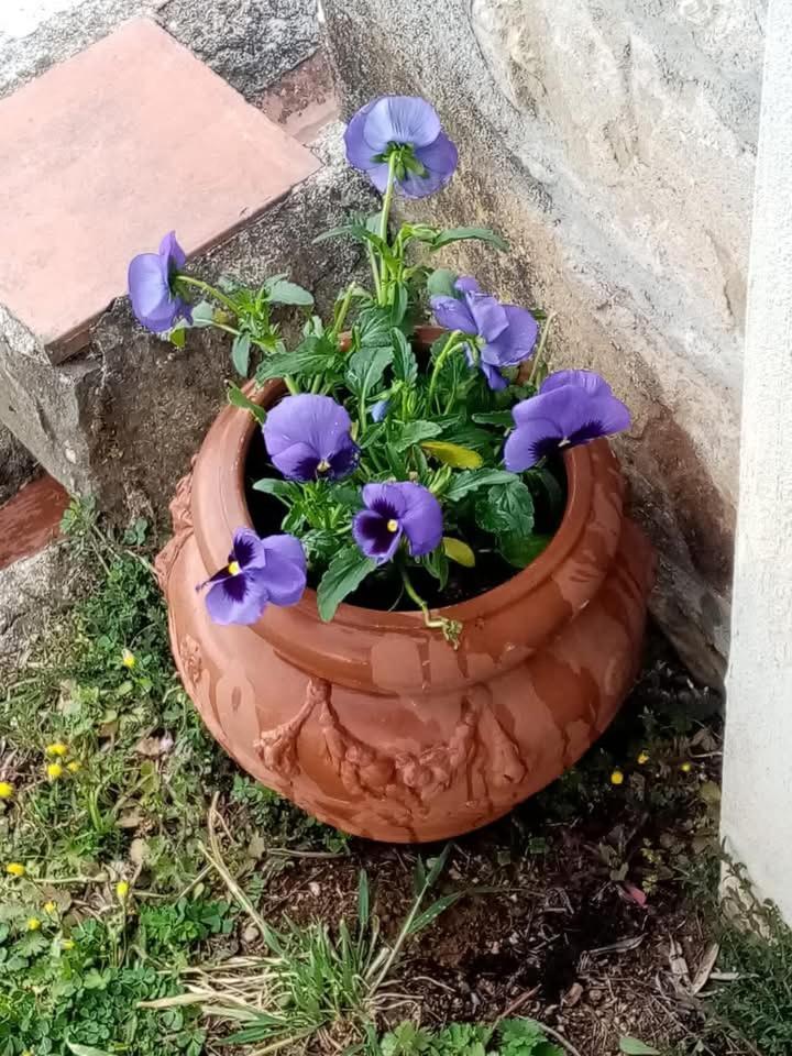 הוילה Petrognano  Casa Serena מראה חיצוני תמונה